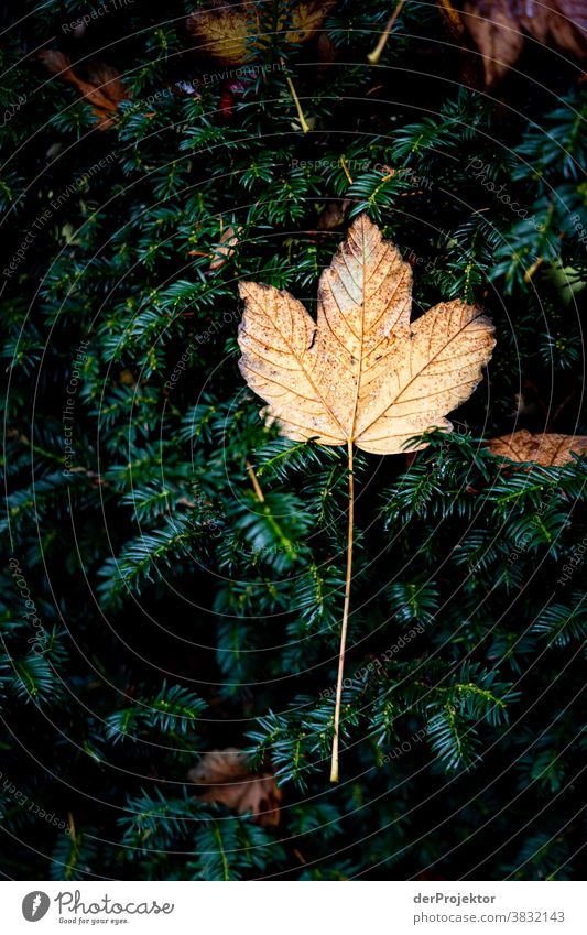 Ein einzelnes Blatt im Herbst in Niedersachsen Starke Tiefenschärfe Sonnenstrahlen Sonnenlicht Kontrast Schatten Tag Licht Textfreiraum unten Textfreiraum links