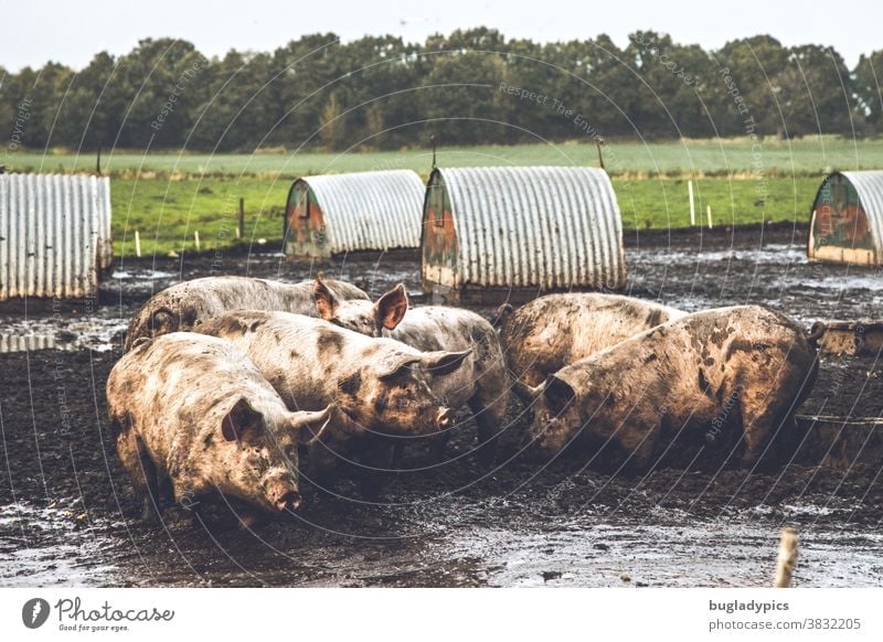 Eine Gruppe von Schweinen im Matsch in der Freilandhaltung. Im Hintergrund kleine Unterstände für die Tiere, eine Wiese und ein Wäldchen. Sau Säue dreckig