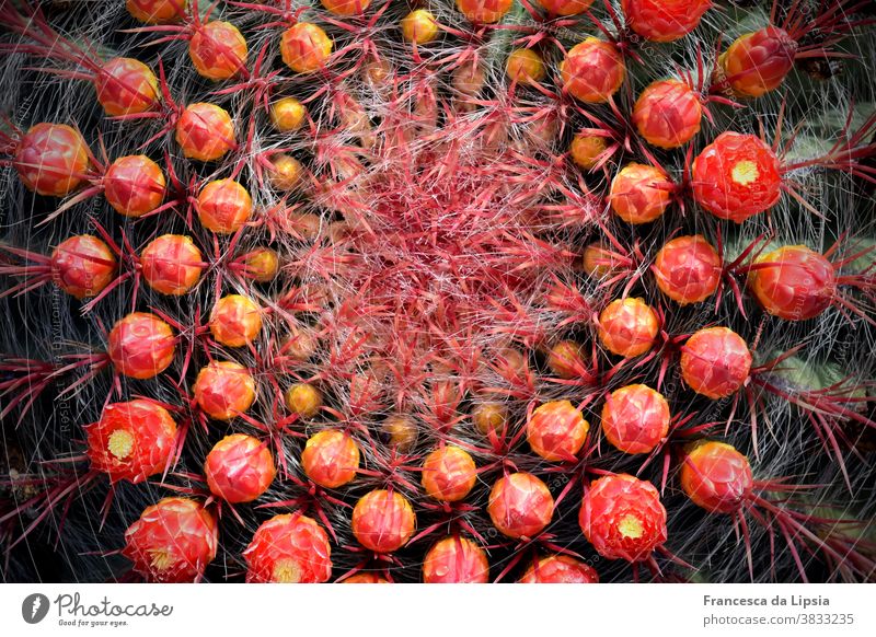 Kaktus mit roten Blütenknospen Nahaufnahme Pflanze stachelig Makroaufnahme Farbfoto Natur Menschenleer Detailaufnahme exotisch Außenaufnahme Sommer