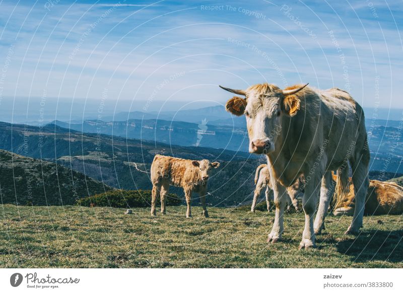 Porträt einer weissen Kuh und eines Kalbes, die in der Höhe in die Kamera schauen Landschaft Kühe Menschengruppe Herde weiß braun grün Wiese Sträucher Höhen