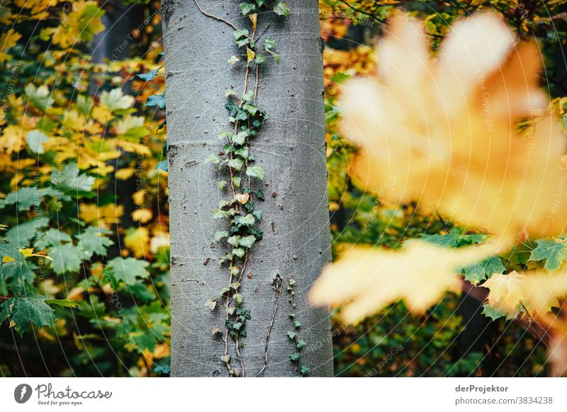 Buche mit Efeu im Herbst Landschaft Ausflug Natur Wanderung Umwelt wandern Pflanze Baum Wald Akzeptanz Vertrauen Glaube Naturerlebnis herbstlich Herbstfärbung