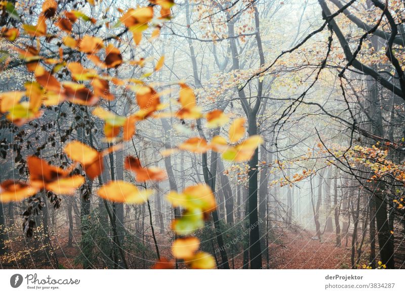 Bäume im Nebel im Deister Starke Tiefenschärfe Sonnenstrahlen Sonnenlicht Kontrast Schatten Tag Licht Textfreiraum unten Textfreiraum links Textfreiraum rechts