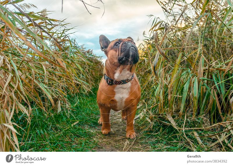 Französische Bulldogge, die auf einem Pfad im Gras läuft Tier Herbst züchten braun Eckzahn Wolken Kragen Farbe niedlich Tag Hund Hündchen heimisch Umwelt Wald