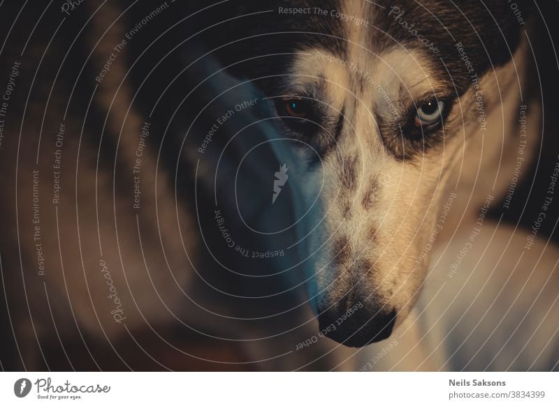 Nahaufnahme des Kopfes eines Siberian Husky-Hundes mit blauen und braunen Augen glücklicher Hund Hundekopf Hintergrund bezaubernd Erwachsener Alaska allein Tier