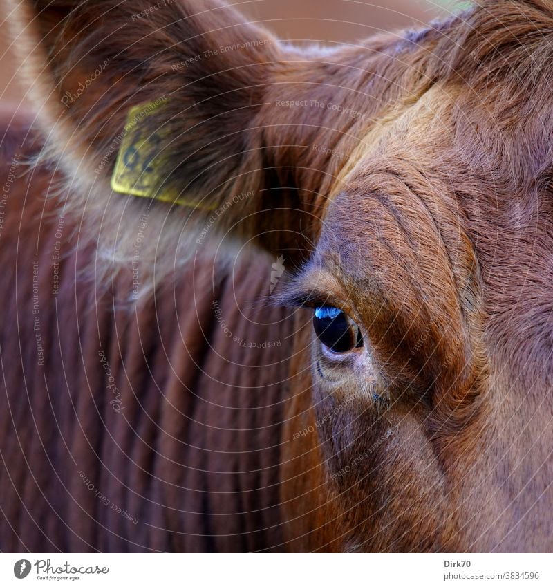 Kuh en Detail Viehzucht Rind Viehhaltung Porträt Tierporträt Nutztier Farbfoto Außenaufnahme Landwirtschaft Menschenleer Tag Natur Landleben Tierzucht
