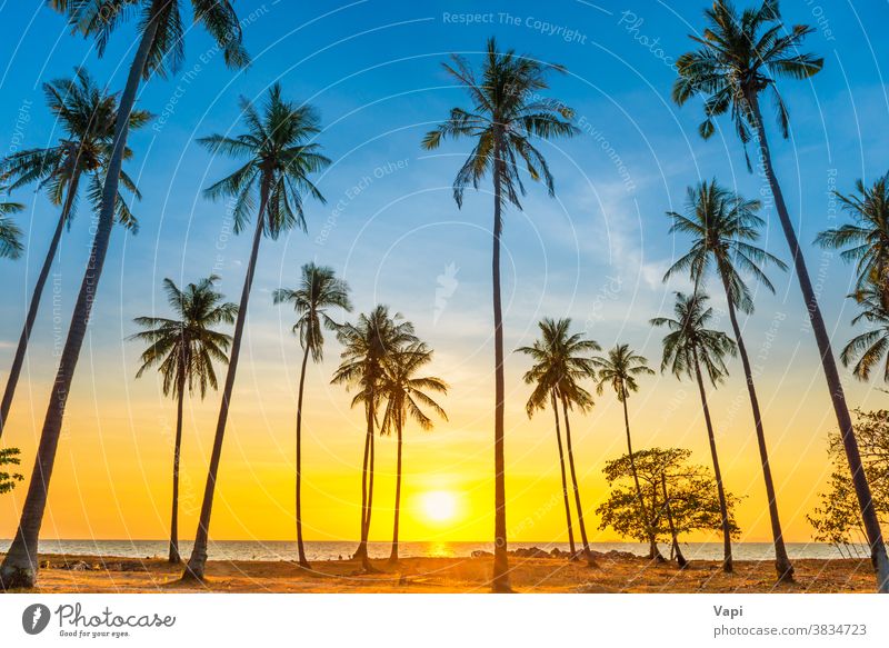 Sonnenuntergang mit Palmen am Strand Handfläche Baum Landschaft MEER Insel Meer tropisch reisen Sommer Himmel schön Silhouette Natur Kokosnuss Hintergrund