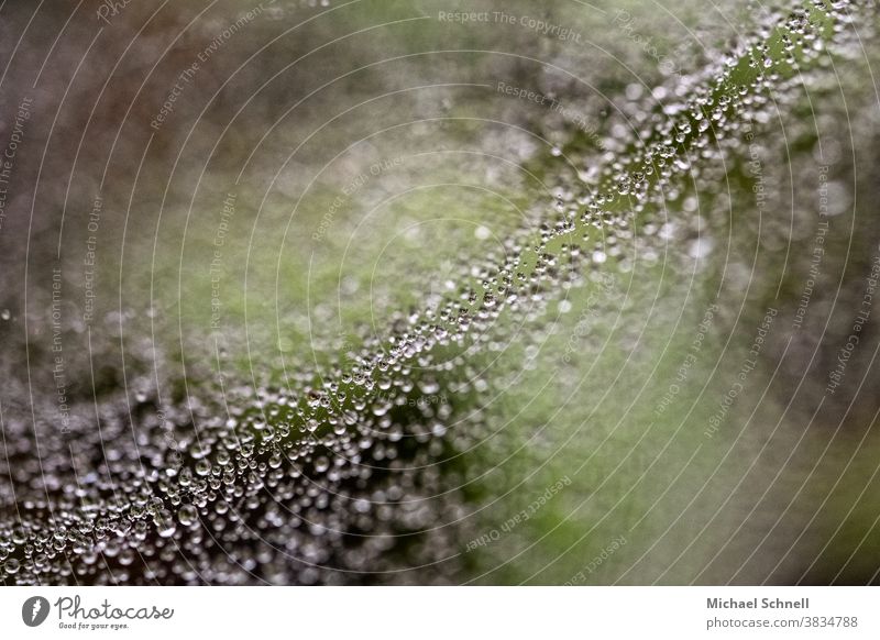 Makroaufnahme von Tautropfen in einem Spinnennetz Tropfen Natur Pflanze Nahaufnahme Farbfoto Wassertropfen Außenaufnahme Detailaufnahme Schwache Tiefenschärfe
