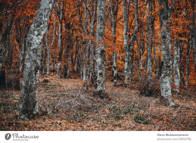 Herbstwald mit orangefarbenen Blättern Herbst-Vibes Hintergrund schön hell Farbe farbenfroh Umwelt fallen Laubwerk Wald Frischluft golden grün Landschaft Blatt