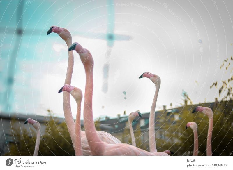 Kommt, lasst uns um die Häuser ziehn. Flamingo Vogel Schwarm Gruppe Gruppenzwang Vögel rosa Tier tiere Tiergruppe tierwelt Wildtier Natur Tierwelt gefangen