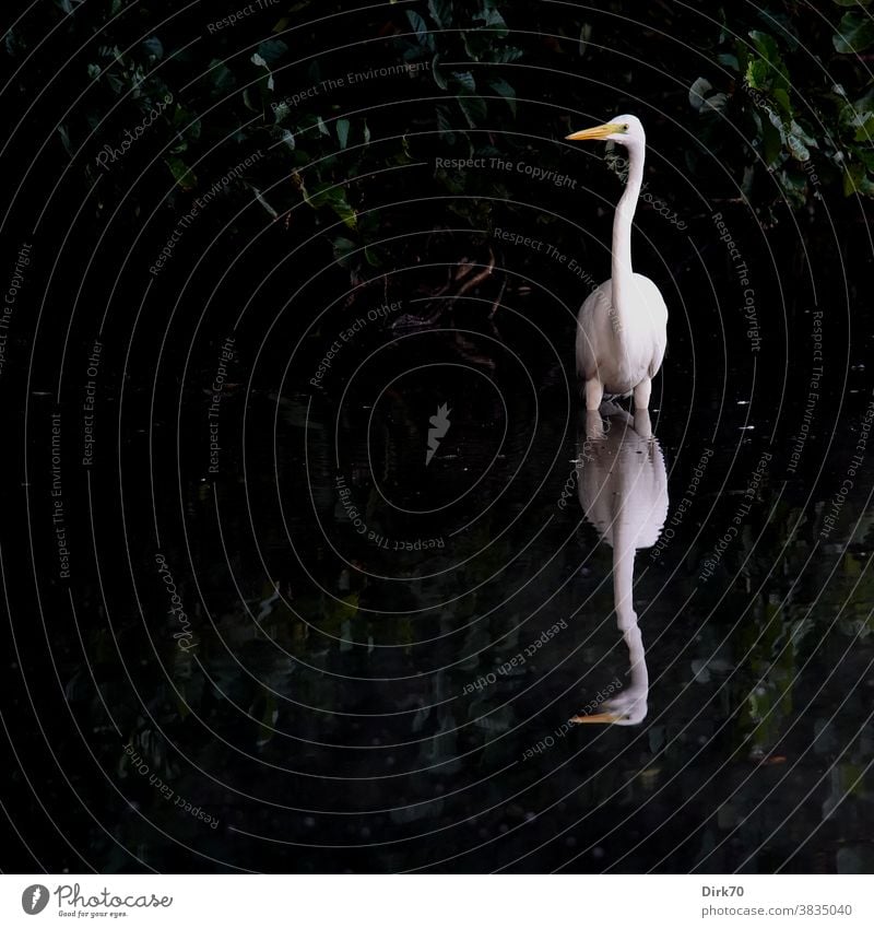 Silberreiher im Wasser Reiher Vogel Tier Farbfoto Natur Außenaufnahme Menschenleer Tag Umwelt 1 Wildtier natürlich Reflexion & Spiegelung See Teich stehen