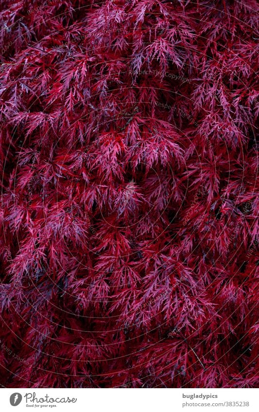 Rote Blätter eines japanischen Ahorns / Schlitzahorn Ahornblatt Ahornzweig Ahornblätter Japanischer Ahorn rot Blätterdach Herbst herbstlich Herbstlaub