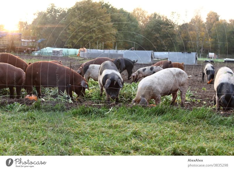 Eine Horde bunter Hausschweine wühlt durch frisches Grün und Kürbisse in ihrem Auslauf Schweine Haustier Tiere Weide Schweineweide Schweinemast natürlich