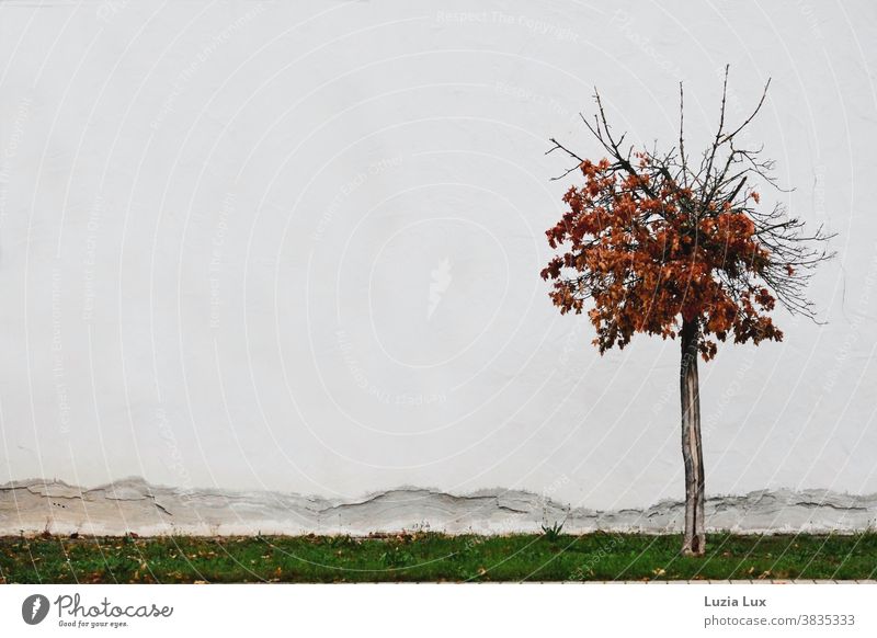 Goldener Herbst: ein einsamer Zierahorn mit herbstlichem Laub steht vor einer brökelnden Fassade karg Hauswand Herbstlaub orange braun urban Außenaufnahme
