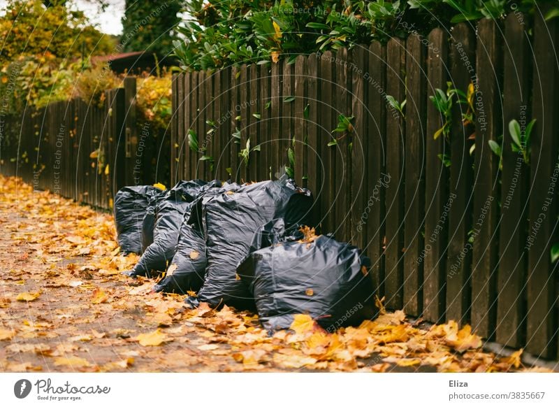 Müllsäcke voller Laub auf dem Gehweg vor einem Zaun Gartenarbeit Herbst Laubrechen Blätter Herbstlaub Säcke Entsorgung