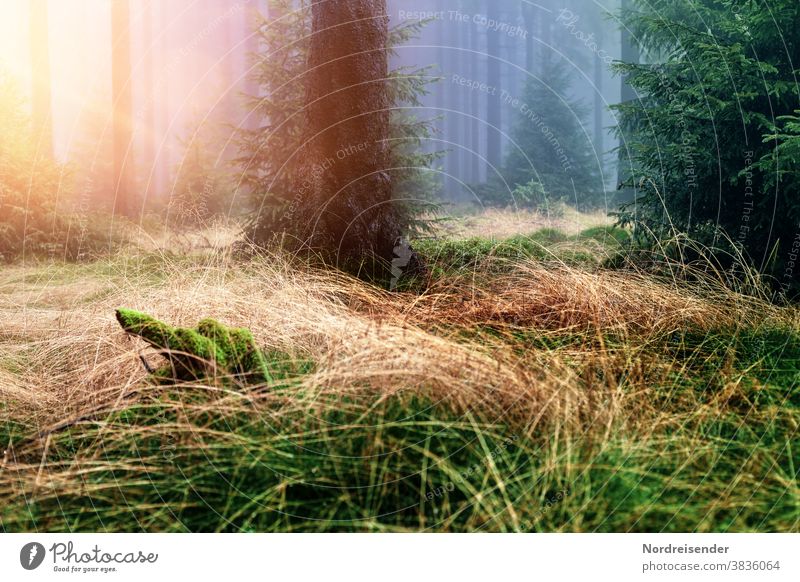 Sonnenstrahlen in einem nebligen Wald Sinne Stimmung weich Licht Morgengrauen Tag Menschenleer Kontrast Außenaufnahme Farbfoto ruhig Idylle Wildnis Einsamkeit