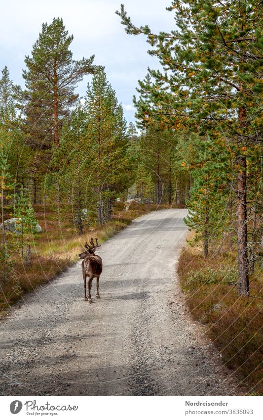 Rentier auf einem Waldweg in der norwegischen Finnmark Tag Textfreiraum unten Menschenleer Außenaufnahme Farbfoto lappland skurril Freiheit laufen wandern