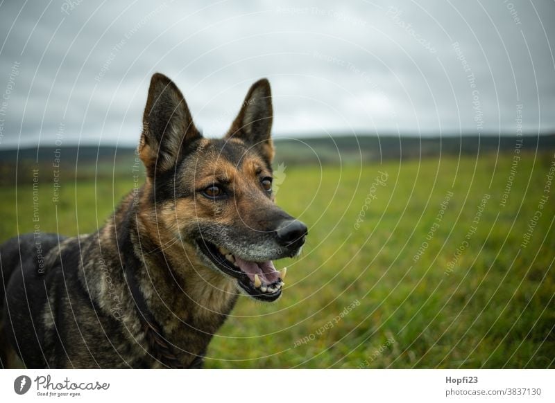Deutscher Schäferhund auf einer Wiese Hund Haustier Tier Farbfoto Tierporträt Außenaufnahme Fell 1 niedlich Blick Menschenleer Tag Wachsamkeit Schutz Landschaft