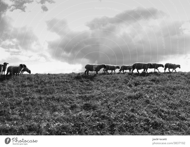 pflegende Schafe auf dem Deich Deichkuppe Deichschaf Gras Natur Sommer Wiese Nutztier Deichpflege bewölkter Himmel Wolken Schafherde Viehhaltung Viehzucht Herde