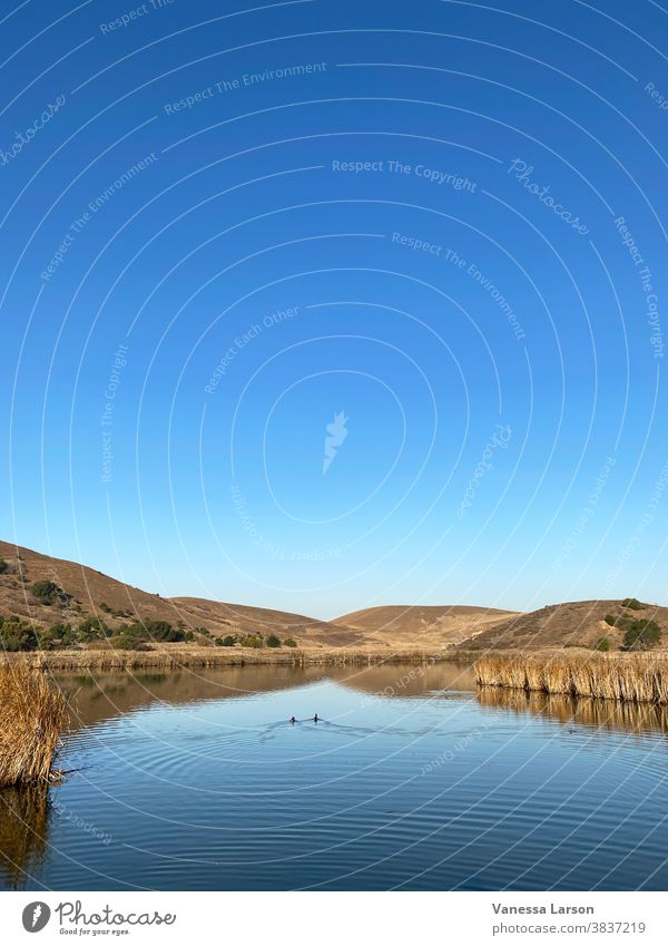 Enten im Wasser des Sumpfes mit Gras, Hügeln und blauem Himmel im Regionalpark Coyote Hills, Fremont, Kalifornien, USA Natur Landschaft Umwelt