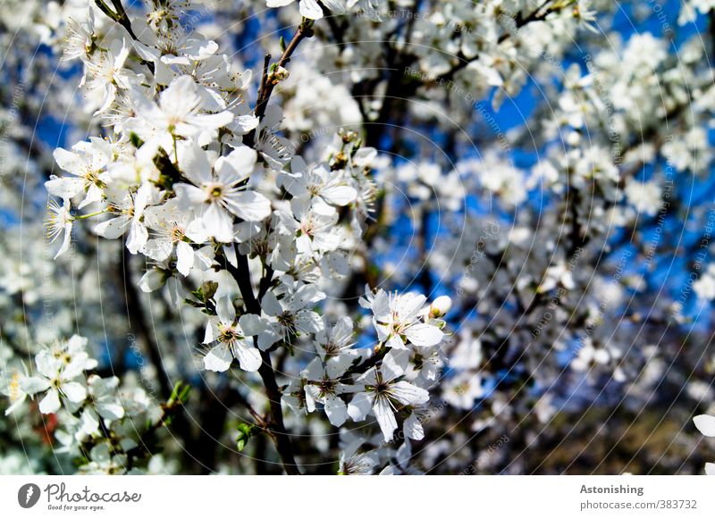 Blüten Umwelt Natur Landschaft Pflanze Himmel Frühling Baum Sträucher Rose Park Wald Blühend hell blau schwarz weiß Ast Obstbaum Zweige u. Äste Farbfoto