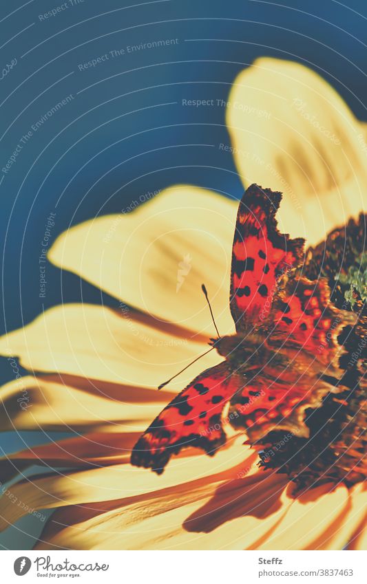 Schmetterling auf einer Sonnenblume C-Falter Polygonia c-album eindrucksvoll bunter Schmetterling Schmetterlingsflügel bunte Flügel Edelfalter Oktober
