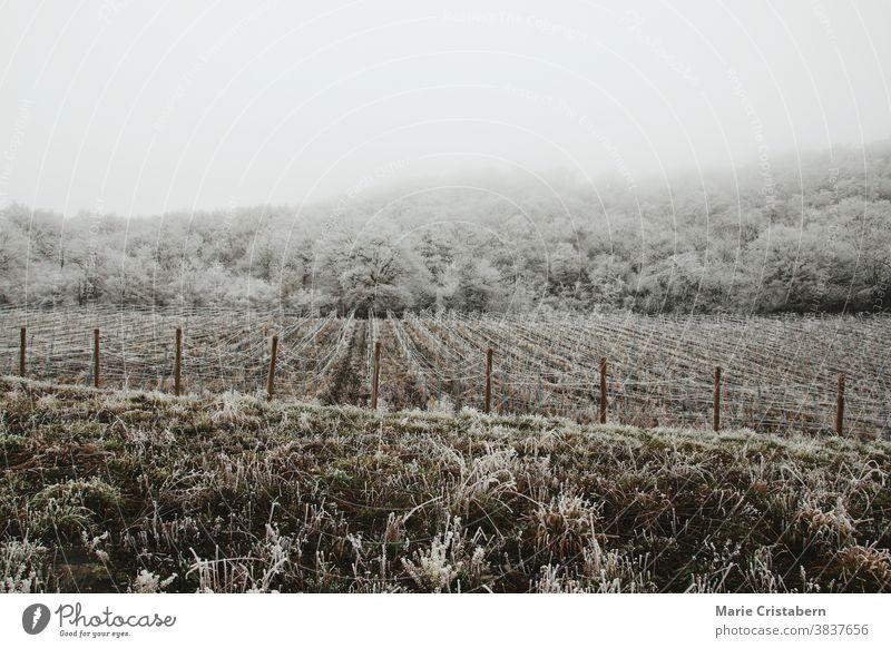 Frost bedeckt die berühmten Weinberge von Bernkastel-kues in Deutschland Klima winterlich frigide saisonbedingt Winterlandschaft schneebedeckte Bäume