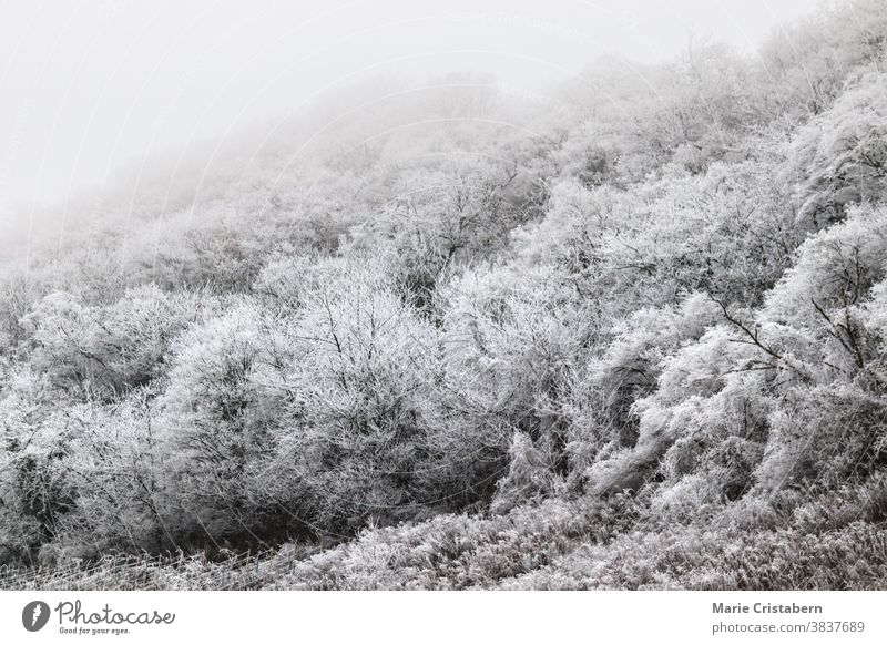 Ätherische Szene eines mit Winterfrost bedeckten Waldes ätherisch Winterlandschaft Klima winterlich frigide saisonbedingt schneebedeckte Bäume märchenhaft