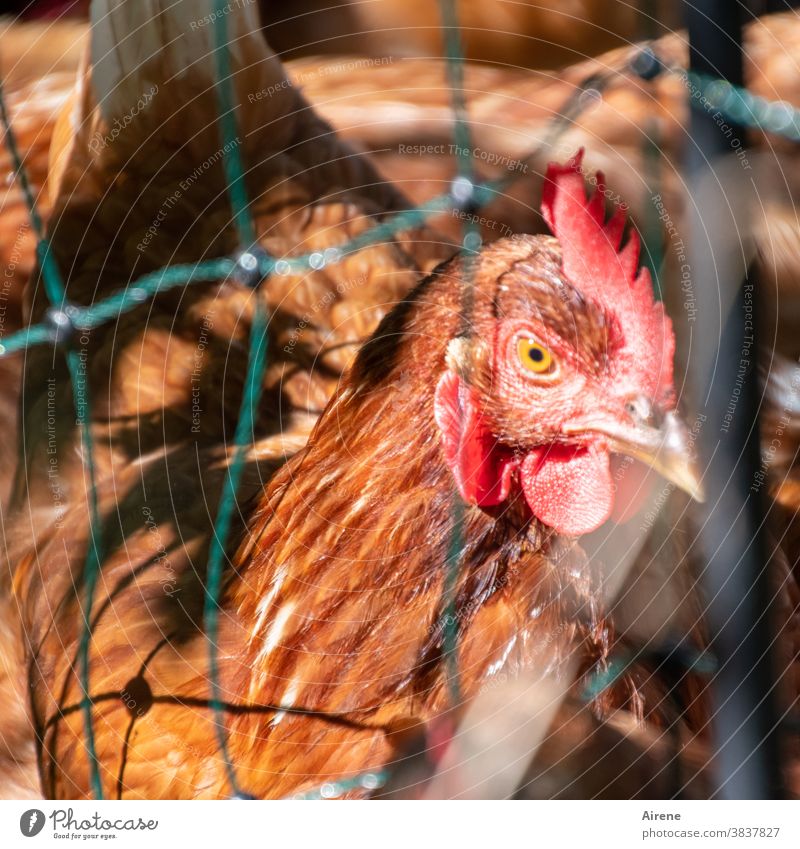 frei ist relativ Huhn gefangen Neugier rot braun Zaun Maschendraht Drahtgitter Glucke Netz Tiergesicht Durchblick Bauernhof Haushuhn Gefangenschaft eingesperrt