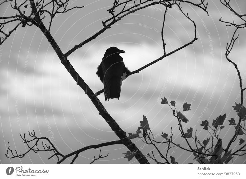 Krähe auf Zweigen mit letzten Blättern im Herbst Rückansicht schaut nach rechts letzte blätter Ast Vogel Himmel bewölkt grau Tulpenbaum ein einer aufgeplustert
