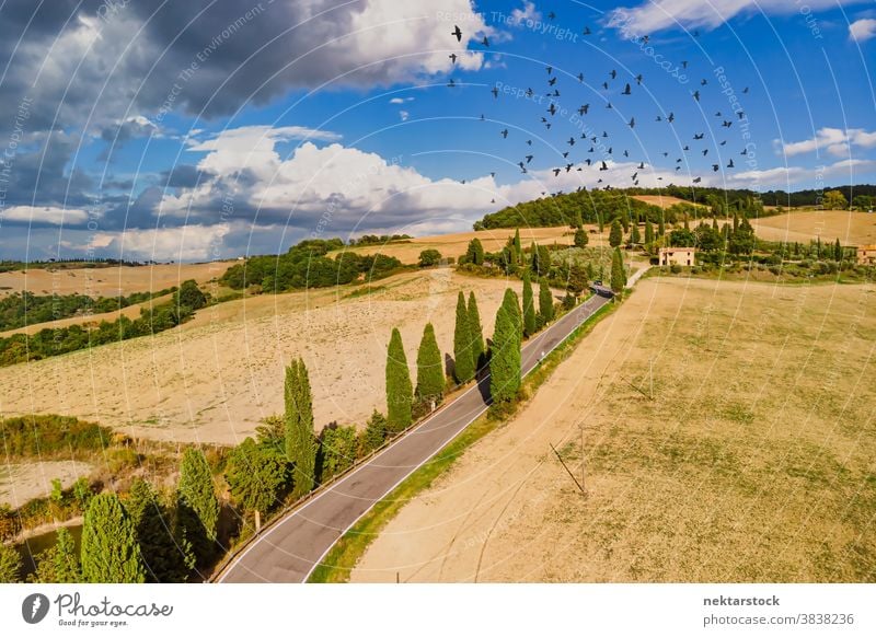 Felder und Straße mit Vogelschwarm am Sommerhimmel in der Toskana Italien Ackerbau Schwarm ländlich Ackerland Himmel gutes Wetter Landschaft