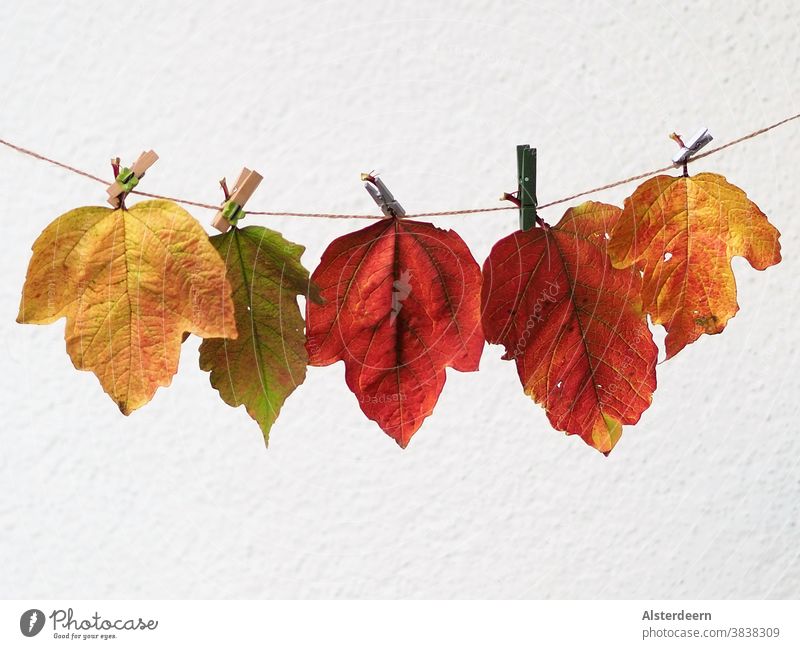 Herbstblätter an der Leine aufgehängt Blätter Klammer Hintergrund neutral Hintergrund weiß farbig bunt Natur Pflanze grün braun orange gelb angebunden trocken