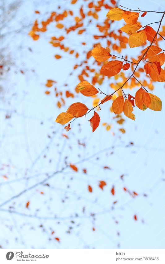 Orange(n)baumblätter, hängen in der Luft... orange Indian Summer Blätter Blätterdach Herbst herbstlich Herbstfärbung Herbstlaub Herbstbeginn Herbstwald
