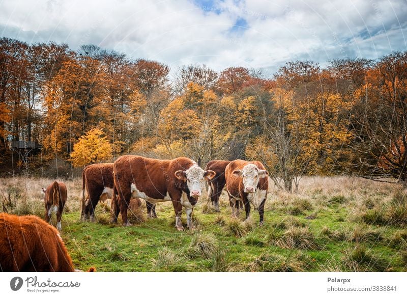 Hereford-Rinderkühe im Herbst Kühe Wald Wiese Freilauf Wälder Ranch Landwirt Umwelt farbenfroh Stehen Saison ländlich Schwarm im Freien heimisch Ackerland