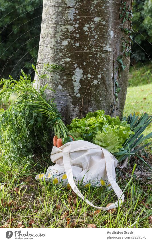 Shopper mit verschiedenem Gemüse und Grünzeug Öko Tasche gesunde Ernährung Konzept geschmackvoll reif Lebensmittelgeschäft umweltfreundlich Salat Rasen Natur