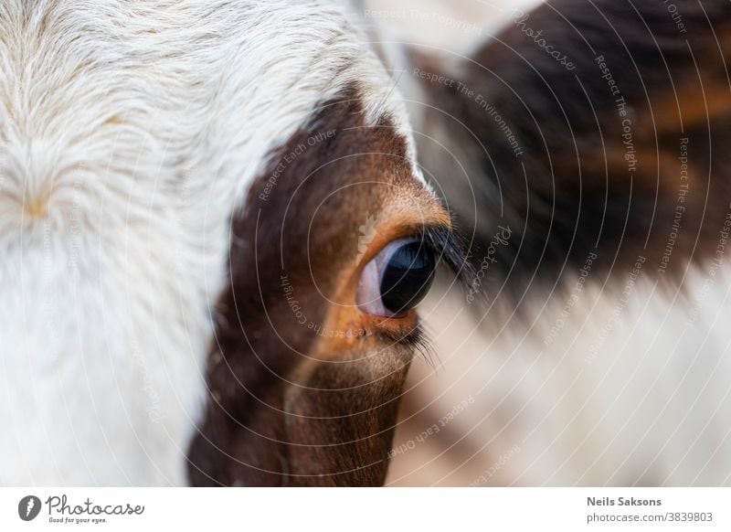 Auge Einer Braunen Und Weissen Kuh Ein Lizenzfreies Stock Foto Von Photocase