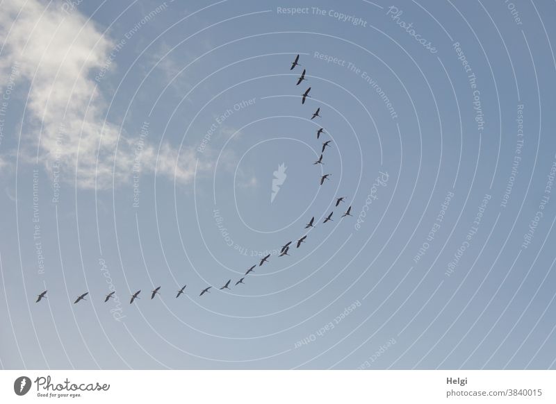 ab in den Süden - viele Kraniche fliegen vor blauem Himmel mit Wölkchen in Richtung Süden Vogel Zugvogel Vogelzug Wolken Vogelbeobachtung Kranichbeobachtung