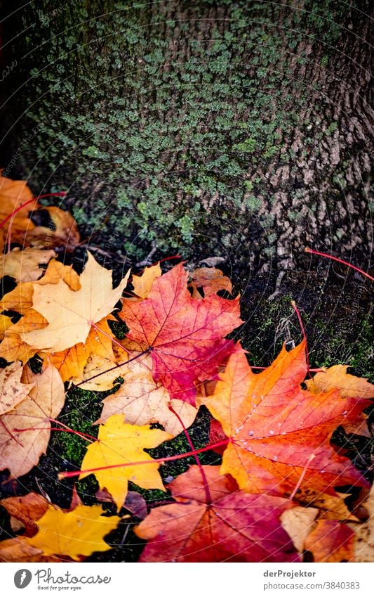 Nasse Blätter am Baum Niedersachsen Landschaft Sightseeing Pflanze Ausflug Wanderung Natur Herbst Schönes Wetter Umwelt wandern Wald Akzeptanz Vertrauen Glaube