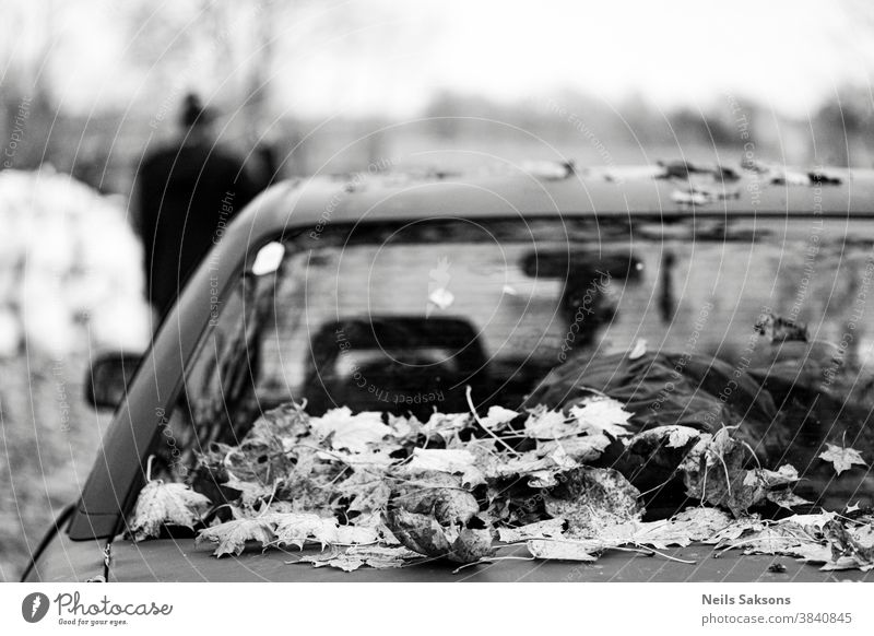 trockene Ahornherbstblätter auf dem Kofferraum eines am Straßenrand geparkten Autos Automobil Herbst herbstlich Hintergrund PKW kalt laubabwerfend Bäume
