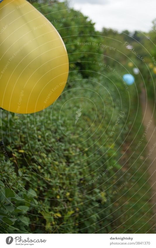 Mit Luftballons dekorierter Weg, der durch Hecken begleitet ist Garten Party Fest gelbe blaue Dkoration Feiern draußen Außenaufnahme Feste & Feiern Farbfoto