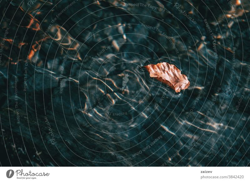 Detail eines braunen getrockneten Blattes, das auf der Wasseroberfläche schwimmt Oberfläche Licht Lichtreflexionen Wasserreflexionen Wellungen Wellen