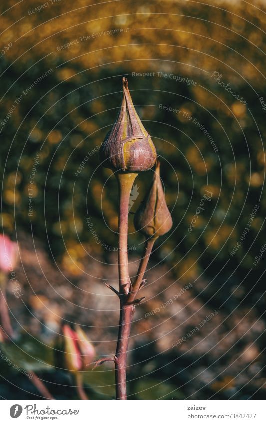 Nahaufnahme von zwei Rosenknospen in der Natur Roséwein Knospen Sprossen Blütezeit Überstrahlung blühende zugeklappt Vorbau Stengel Stacheln spined Rosaceae