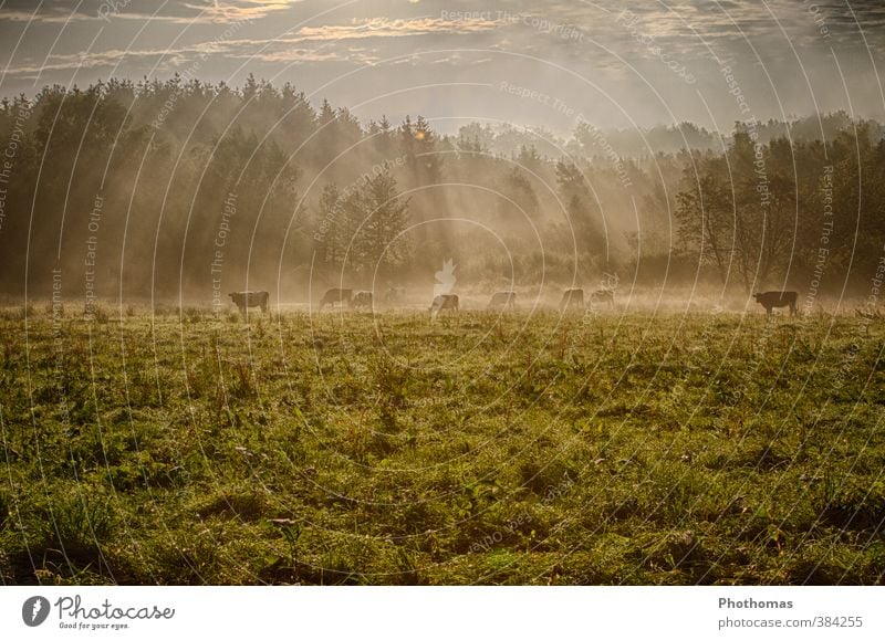Kühe im Morgennebel Umwelt Natur Landschaft Tier Schönes Wetter Nebel Baum Gras Wiese Feld Deutschland Menschenleer Nutztier Kuh Herde Fressen Gesundheit braun