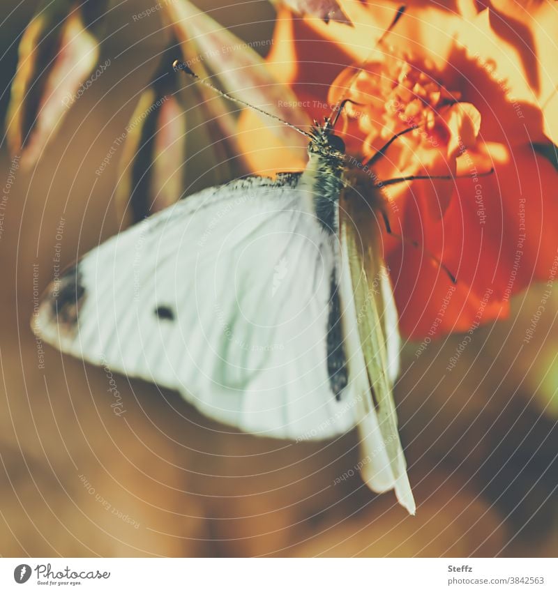 Schmetterling und seine ersehnte Herbstwärme Kleiner Kohlweißling Pieris rapae Falter Weißling goldener Oktober sonniger Herbst Herbstbeginn leicht Oktobersonne