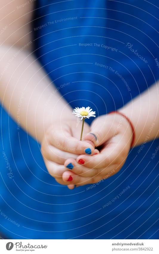 kleines Mädchen in blauer Bluse hält in einem Frühlingsgarten eine Kamillenblüte mit Maniküre in den Händen. selektiver Fokus. Glück niedlich Kind Garten Park