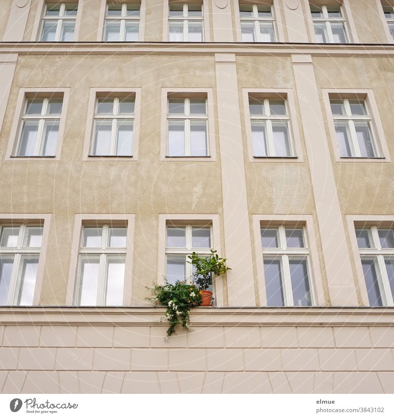 Seine Grünpflanzen auf dem Fenstersims durchbrachen die fast sterile Wirkung der Fensterfassade des renovierten Altbaus Fassade individuell auffallen wohnen