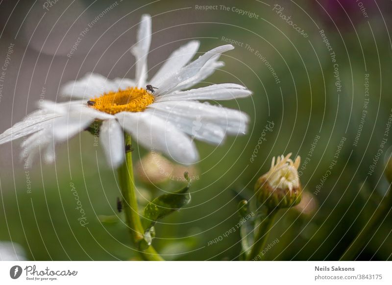 großes weißes Gänseblümchen mit kleinen Insekten darauf und einer kleinen Wucherung Aroma Hintergrund schön Schönheit Käfer Business Schmetterling Kamille Hof