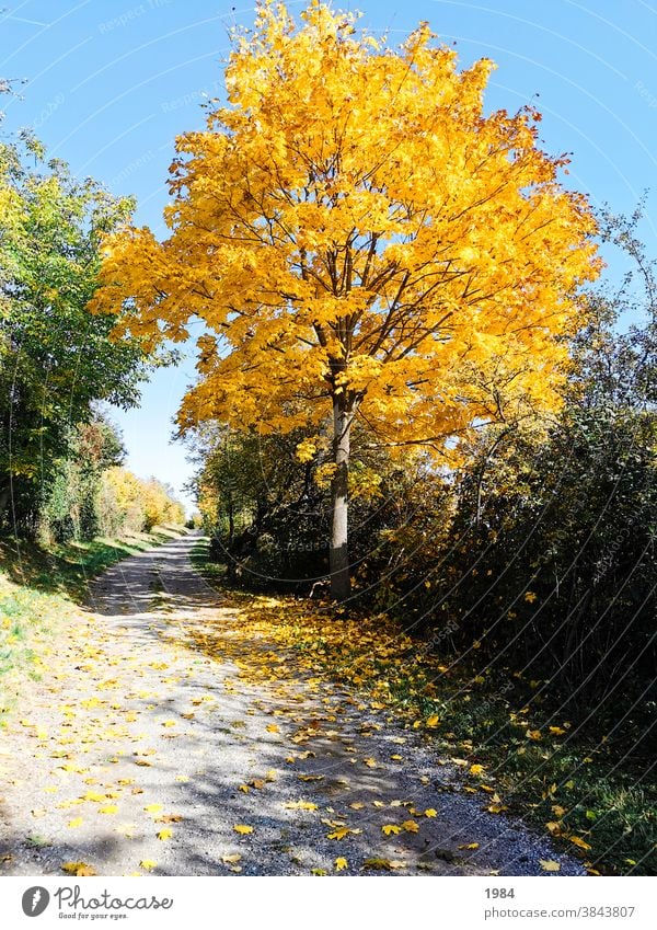 Herbst #herbst gelb autumn Natur Wege & Pfade Baum Bwum Farbfoto Menschenleer Landschaft Außenaufnahme herbstlich Umwelt Herbstfärbung Herbstbeginn Herbstlaub