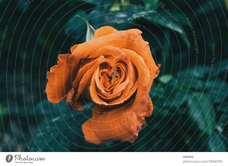 Makro einer offenen orangenen Rose in der Bildmitte Roséwein Rosaceae ornamental Gärten Schnittblumen wirtschaftlich Duftwasser essbar Vitamin Blüte Blume