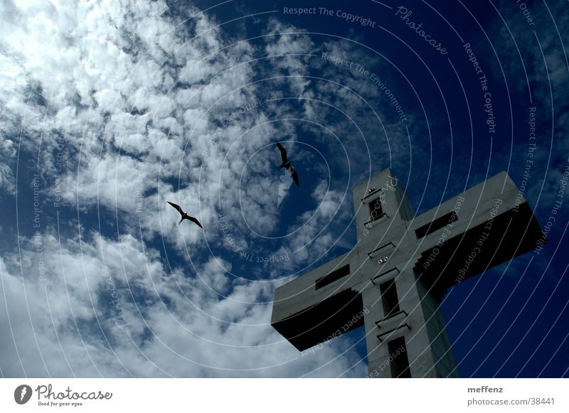 cross flight Schwalben Kruzifix Religion & Glaube Gotteshäuser Rücken albatross