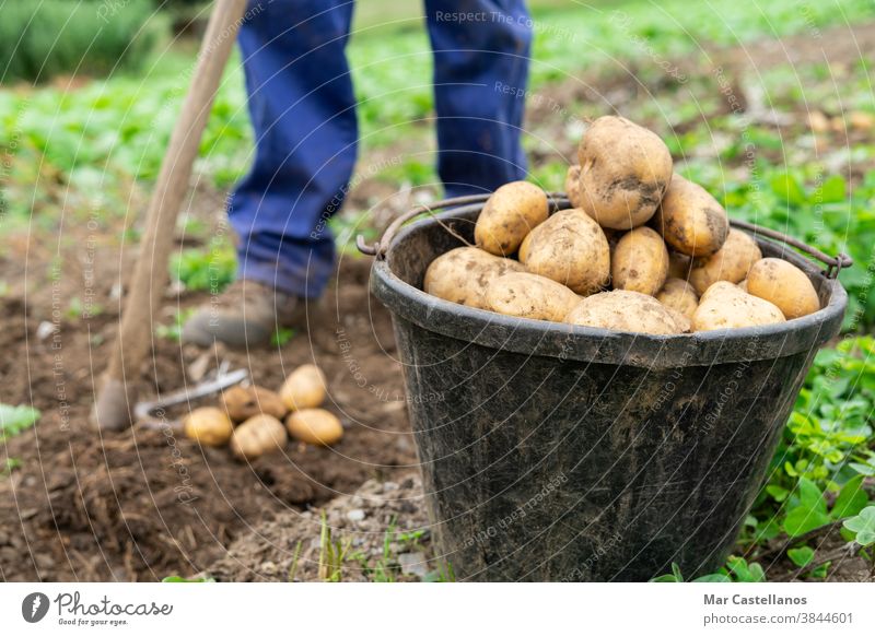 Container mit frisch geernteten Kartoffeln. Landwirtschaftliches Konzept. Ackerbau Mann Ernte abholen herausnehmen Korb ländlich Bauernhof Knolle Lebensmittel
